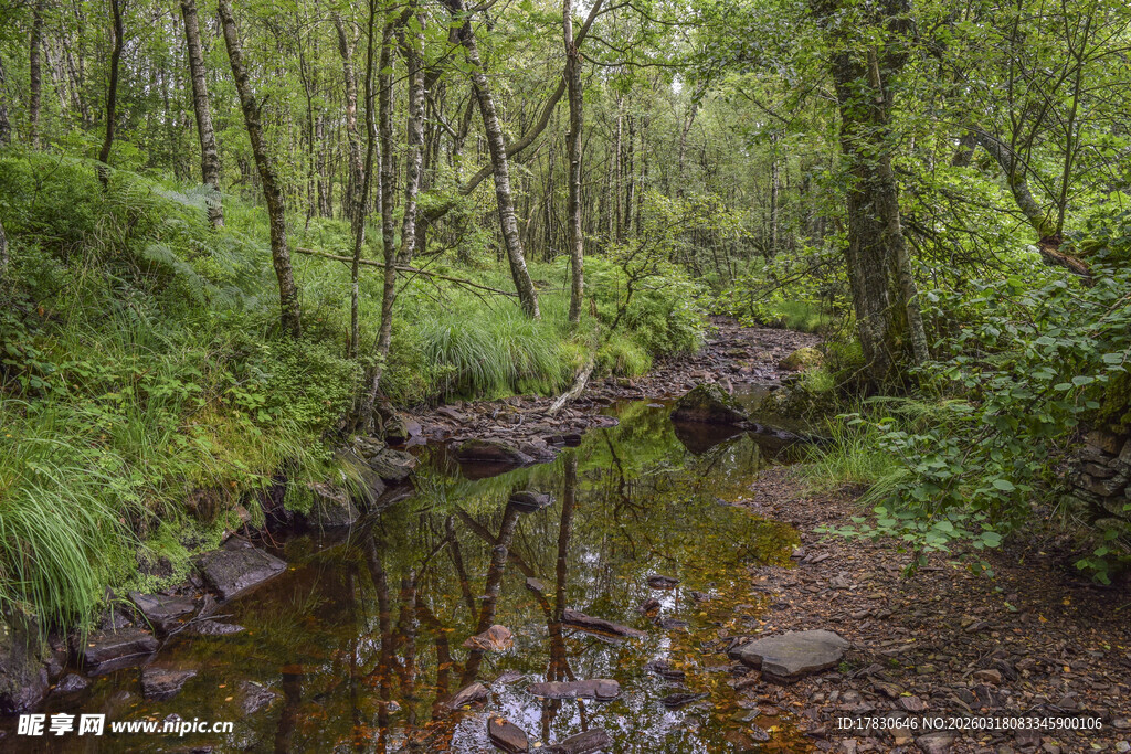 林间潺潺溪流的静谧景致