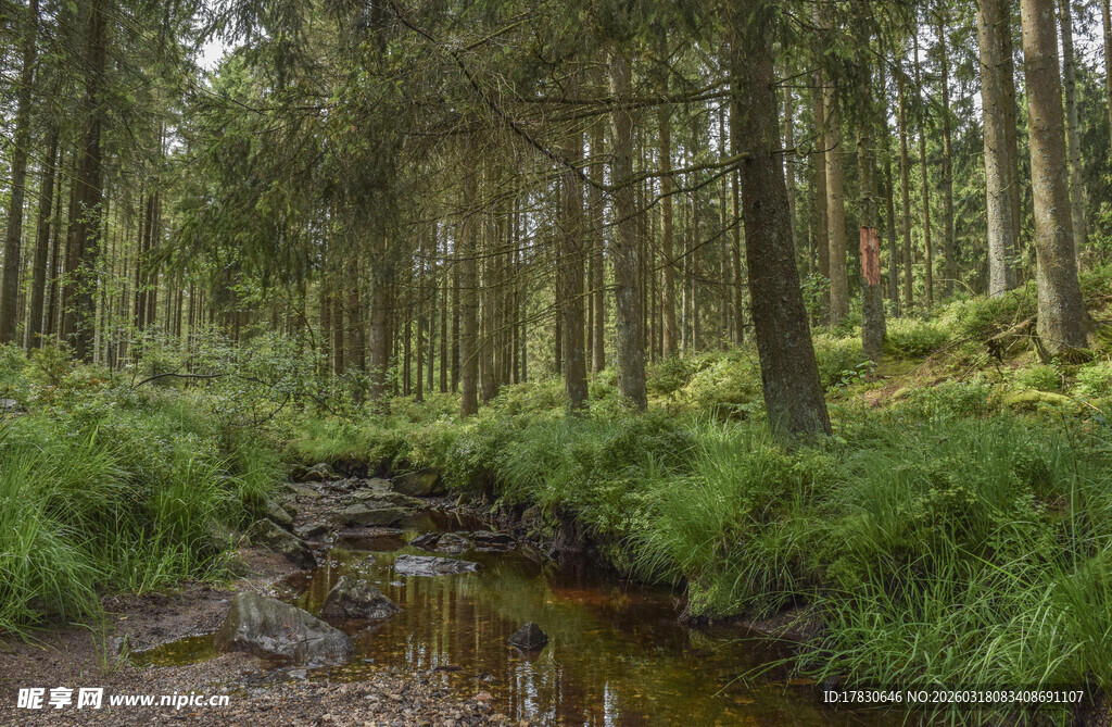 林间小溪自然清新景致
