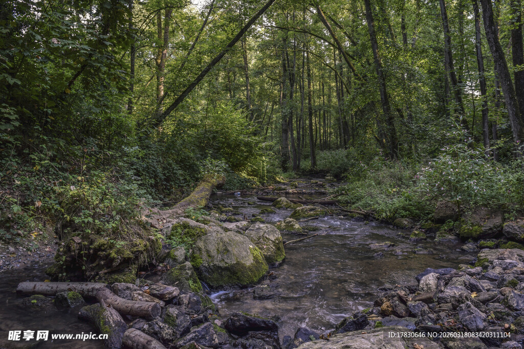 林间小溪静谧自然之景