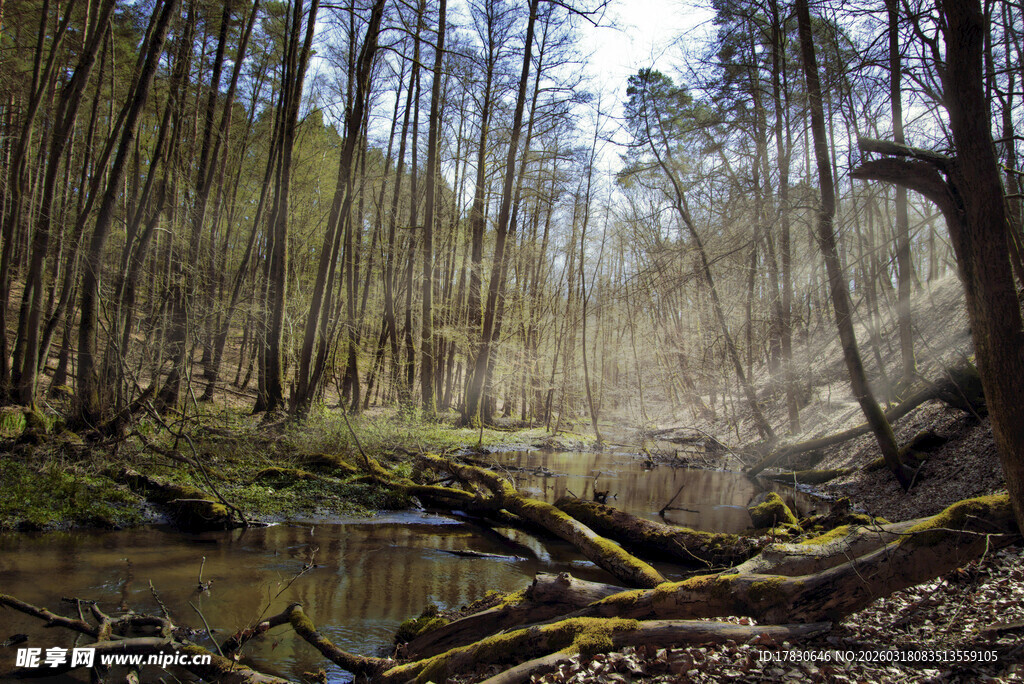 森林中的溪流与倒伏树木