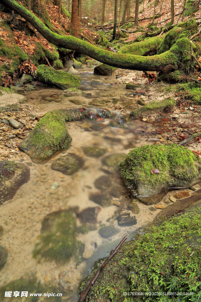 森林中的潺潺溪流与青苔石