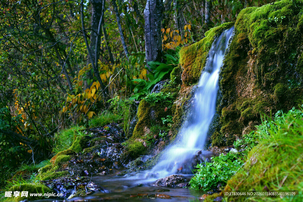 森林中的潺潺瀑布景观