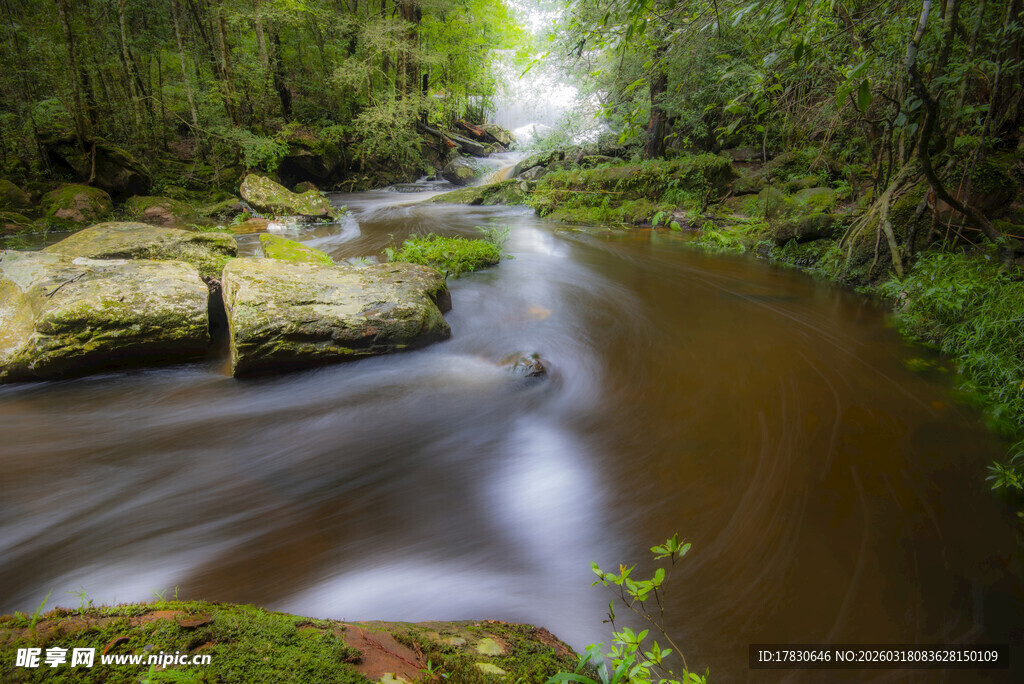 林间溪流潺潺的自然美景