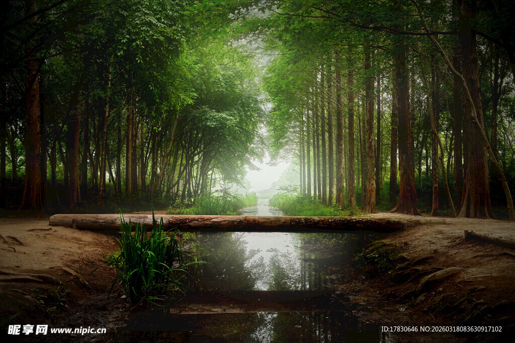 林间溪流阳光洒落的静谧处