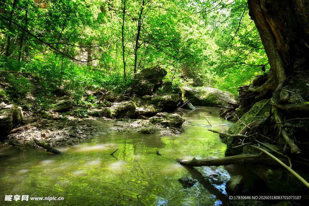 森林中的清幽溪流