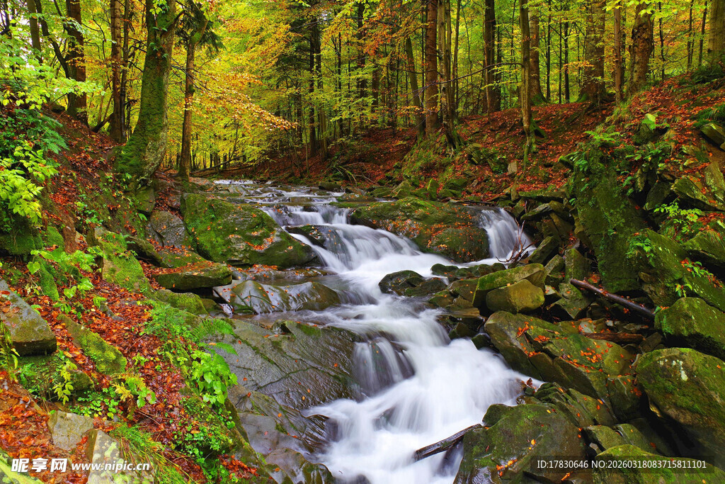 秋日山林中的潺潺溪流