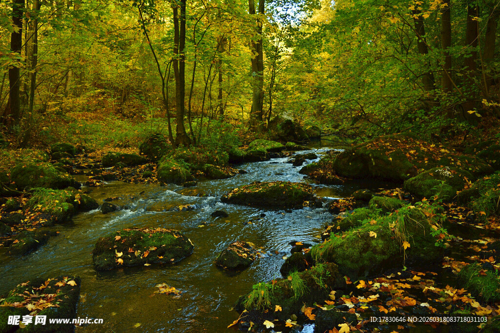 秋日林间溪流美景