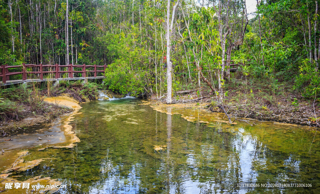 森林中的宁静溪流