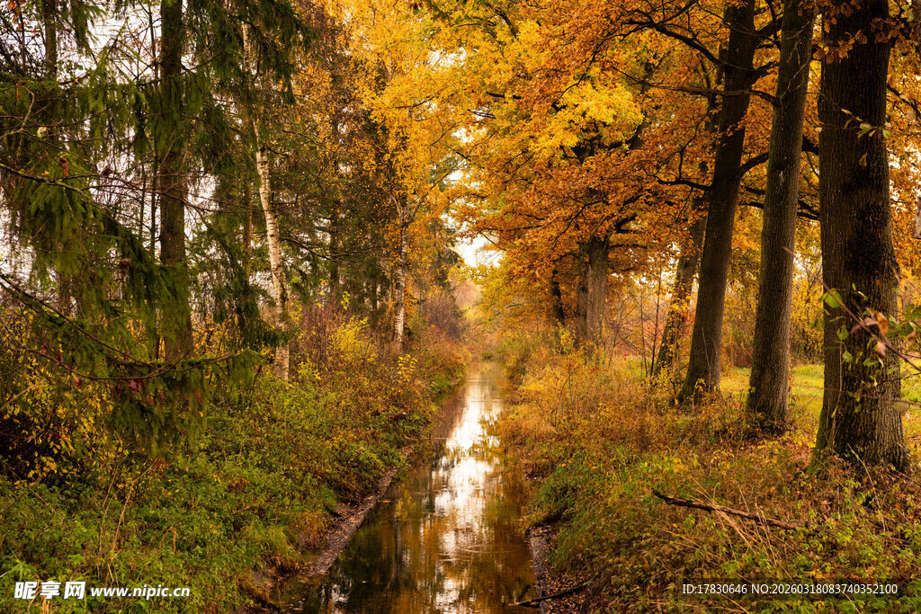 秋日林间小溪美景