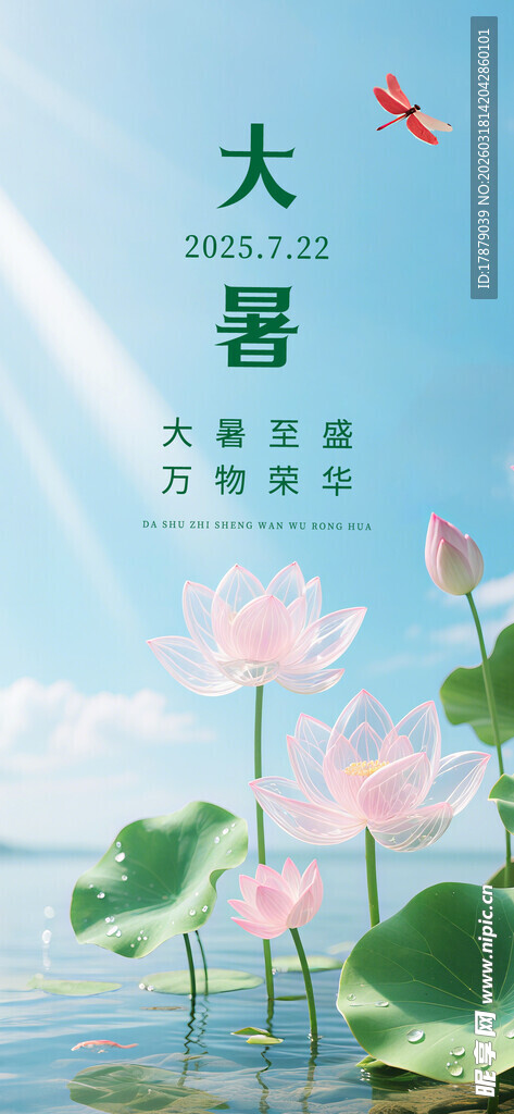 大暑时节荷花绽放美景