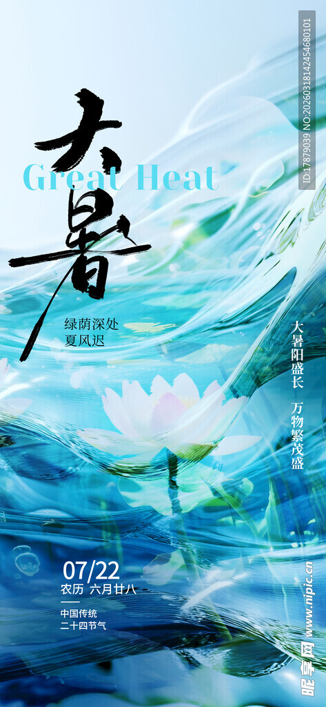 大暑时节荷花绽放图景