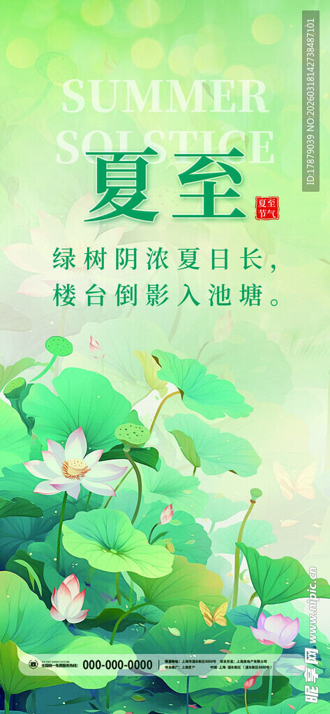 夏至时节荷花绽放景象