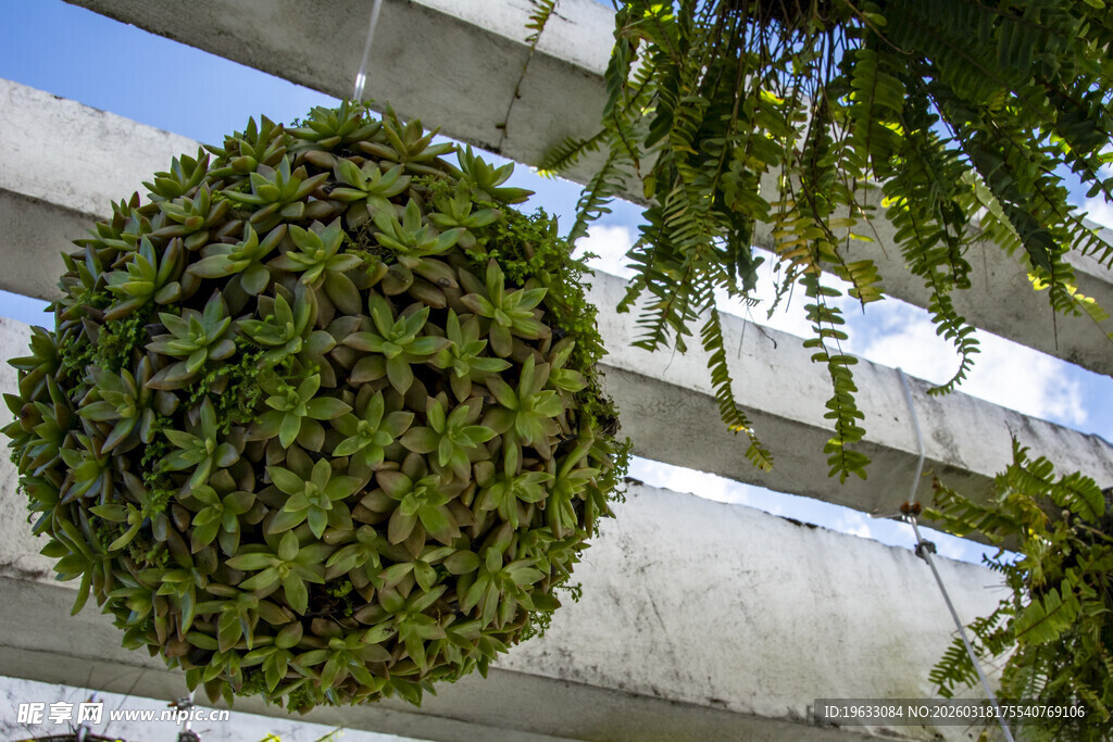 悬挂多肉装饰球