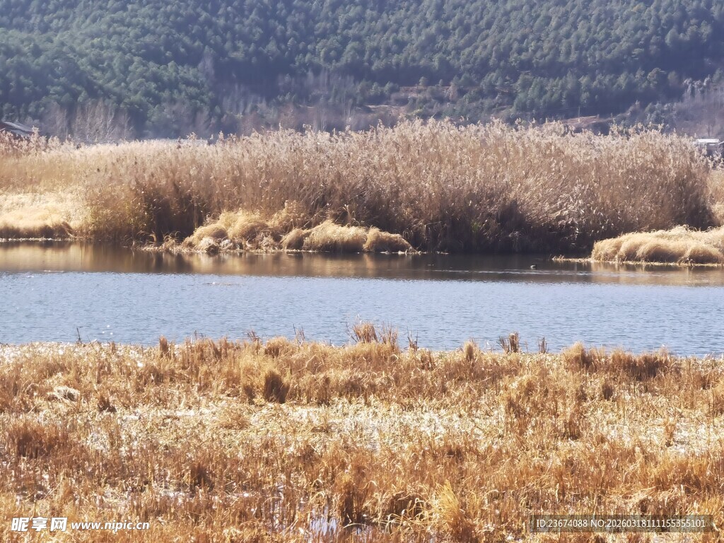 湖畔枯黄芦苇景观