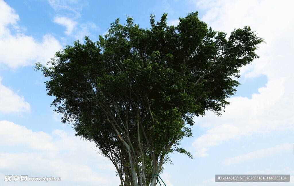 蓝天之下的茂盛绿树