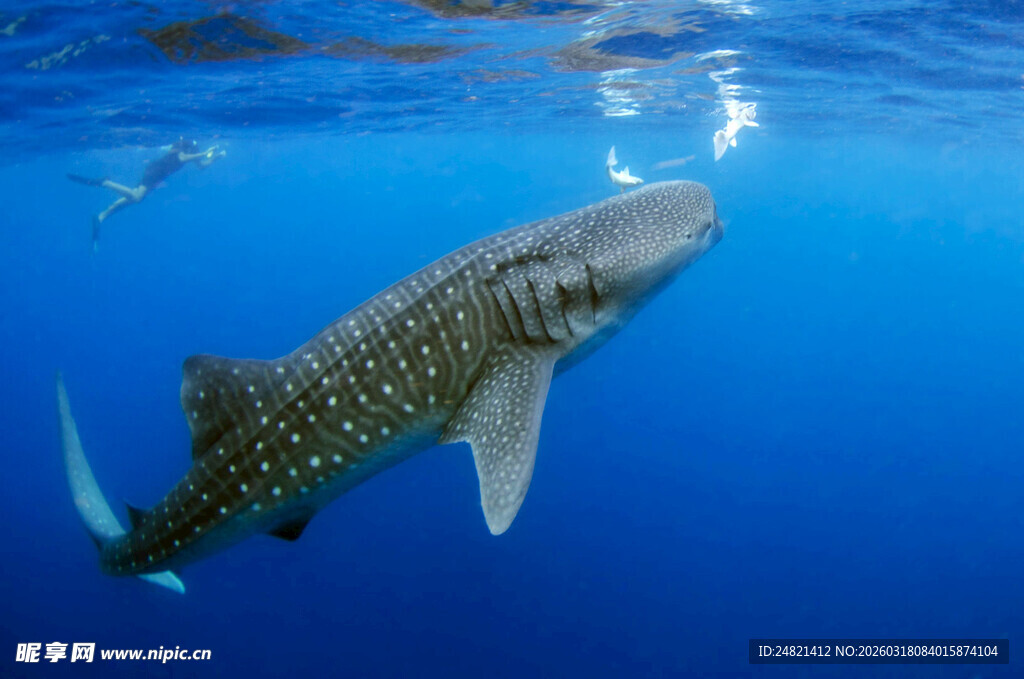 海洋中的巨大鲸鲨