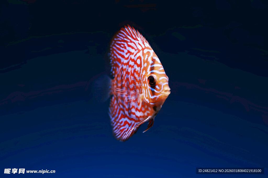 梦幻斑点鱼在深海遨游