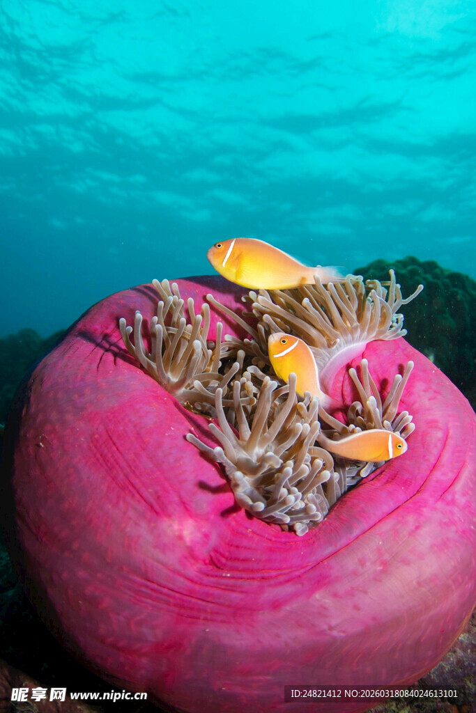 粉色海葵上的小鱼