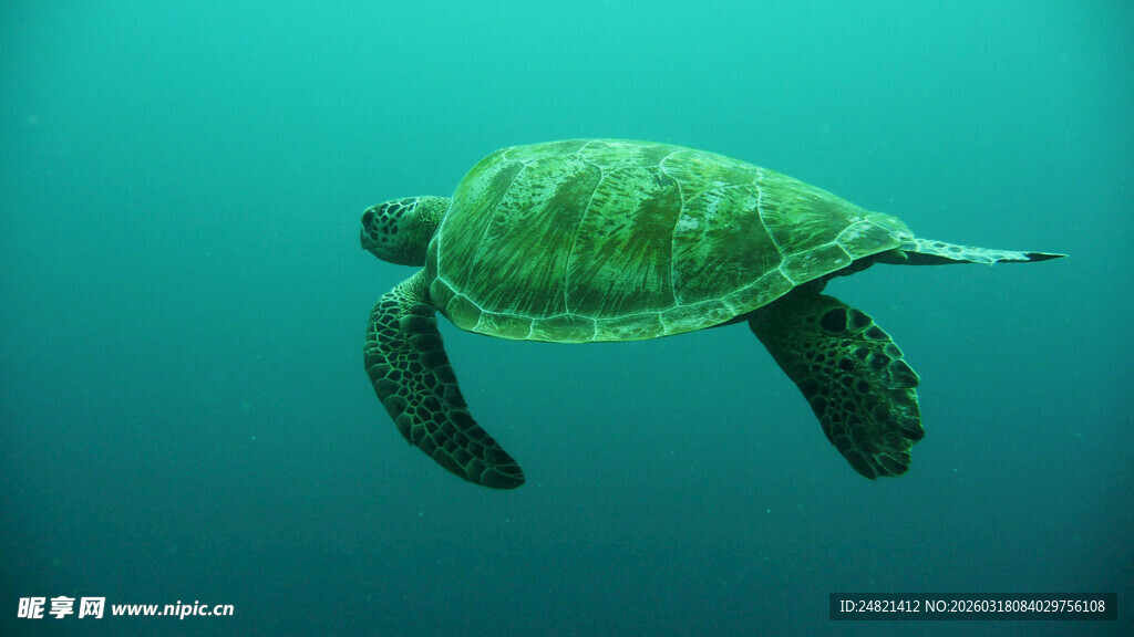 海洋中游动的绿海龟