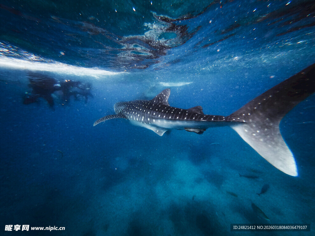 深海中游弋的鲸鲨
