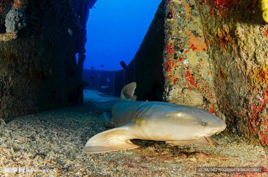 海底栖息的鲨鱼