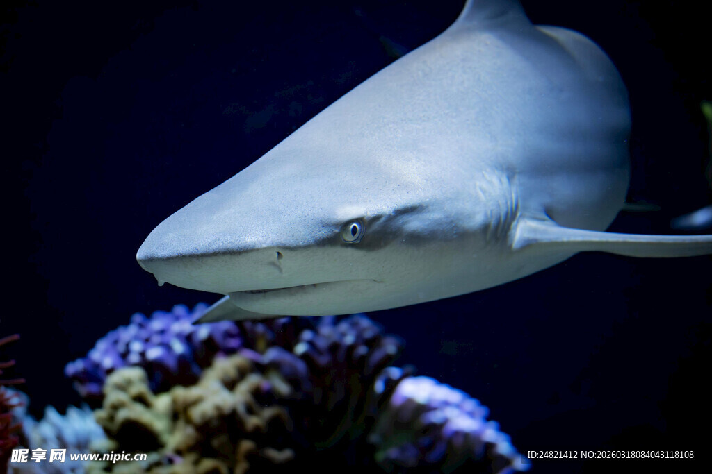 水族馆中的鲨鱼特写