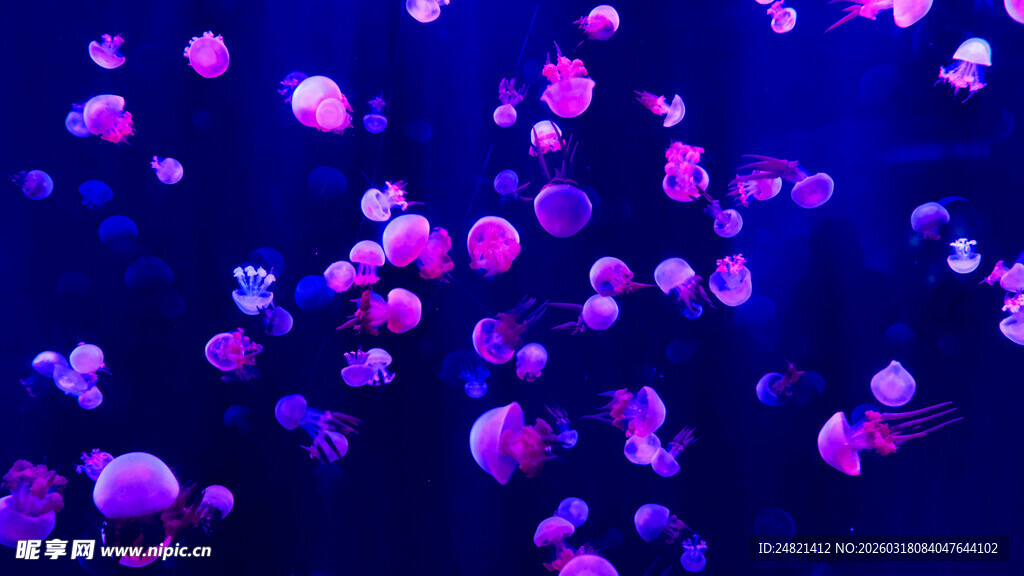 梦幻紫色水母在水中摇曳