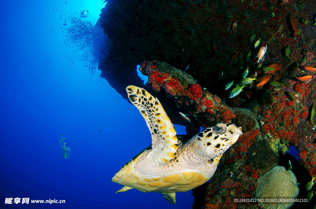 海底游动的斑点鳐鱼