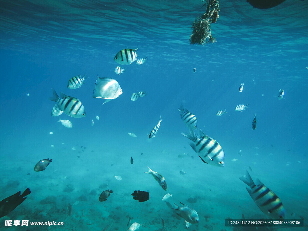 海底畅游的多彩热带鱼