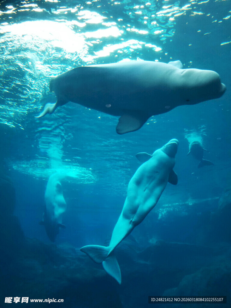水中嬉戏的白鲸