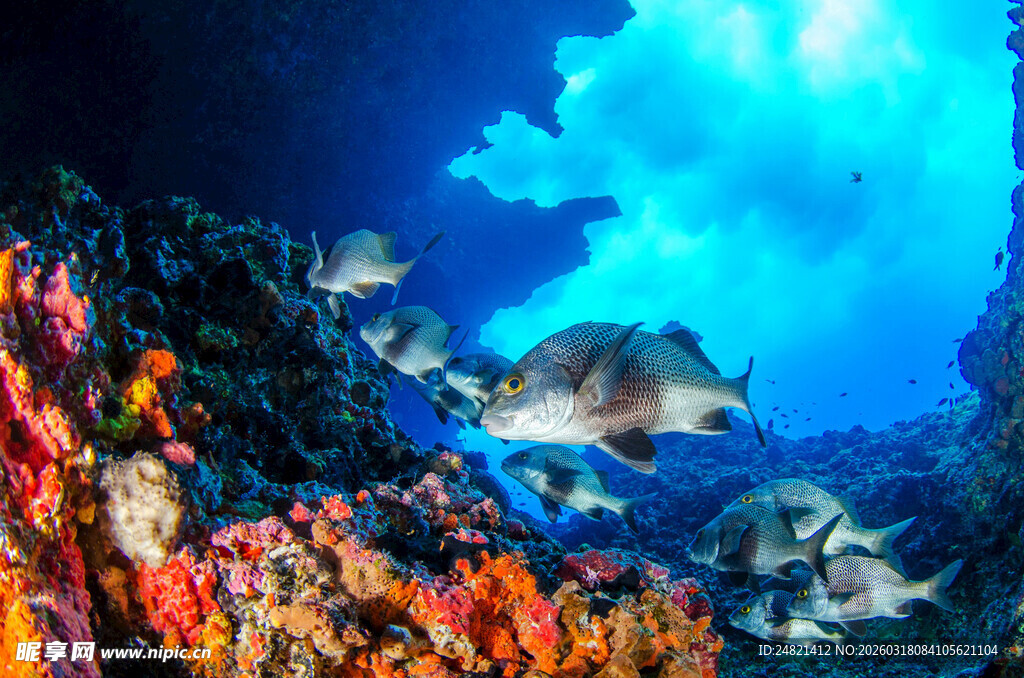 海底斑斓珊瑚与游动鱼类