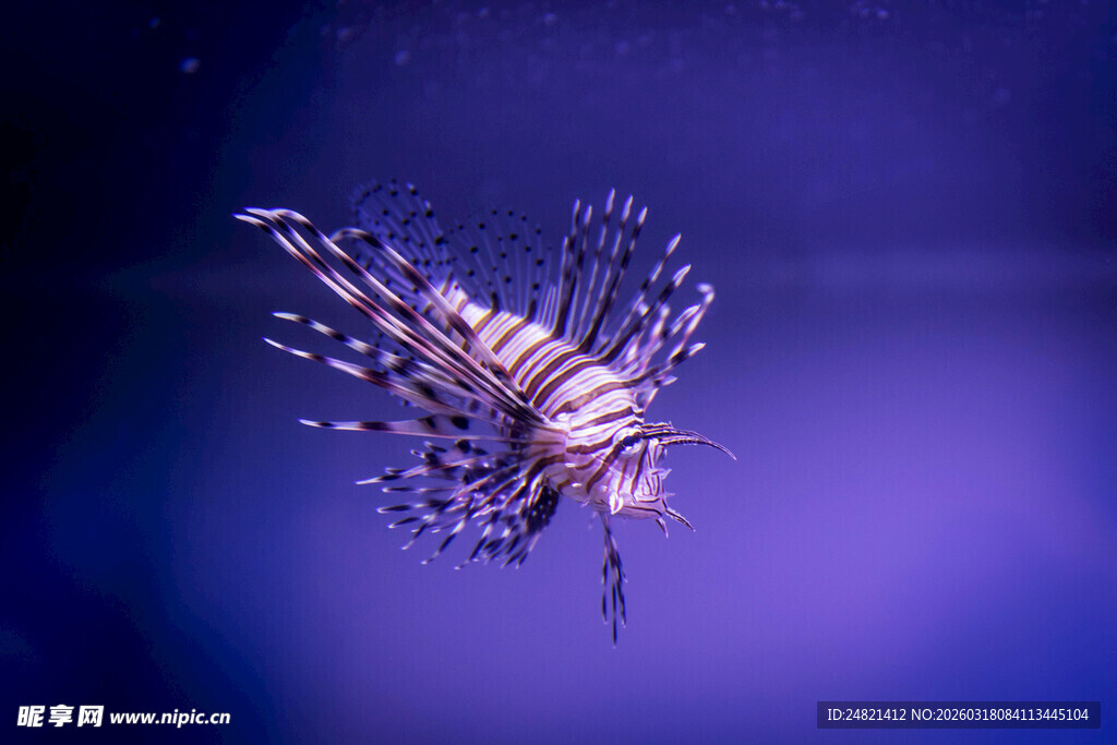 梦幻紫色海洋生物