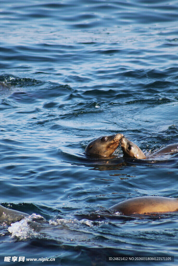 海面上游泳的海豹