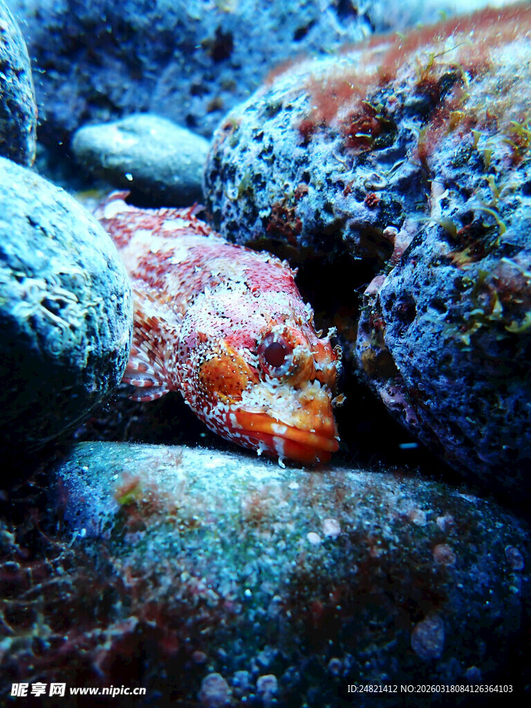 多彩海底礁石特写