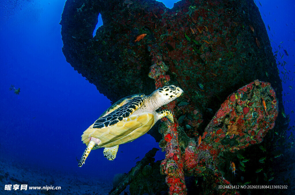海龟游弋于海底古物旁