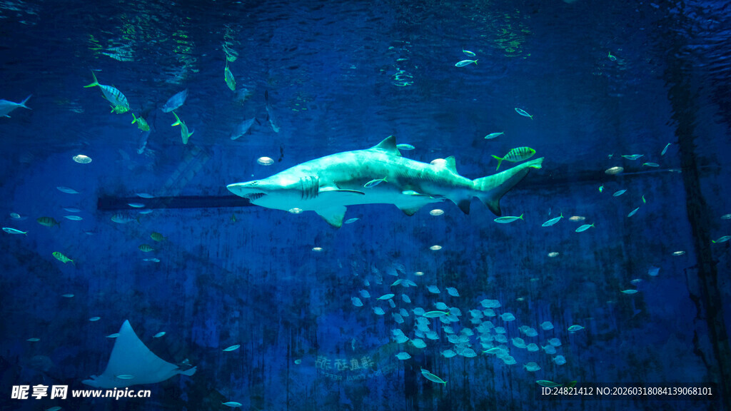 水族馆中畅游的灵动鲨鱼