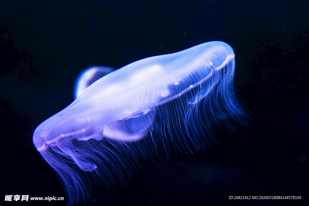 梦幻发光水母