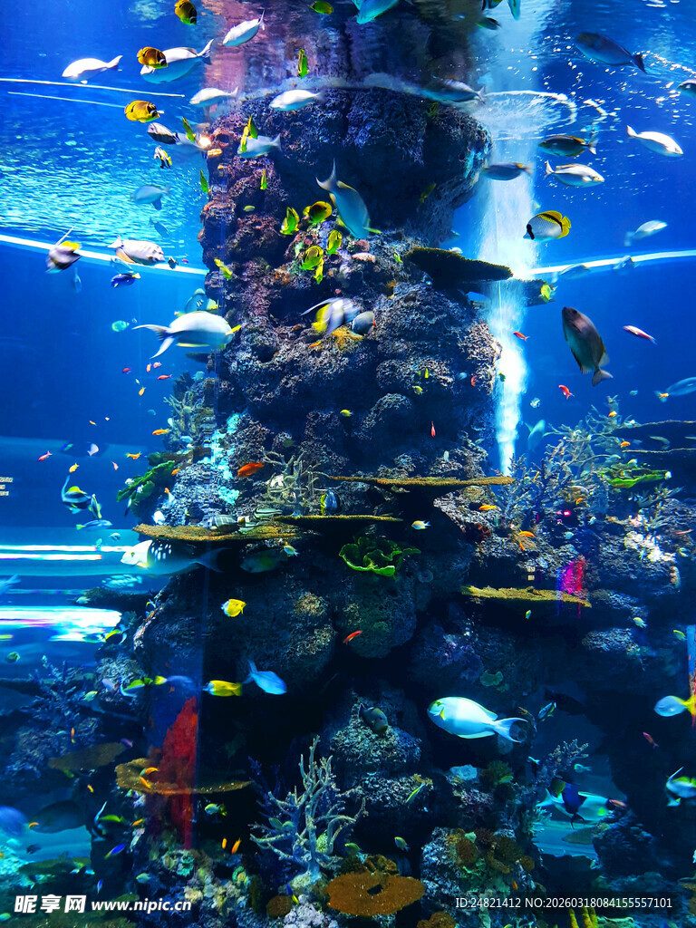海底珊瑚礁与游动的鱼