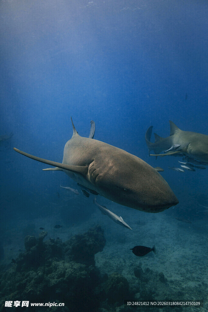 深海中的锤头鲨