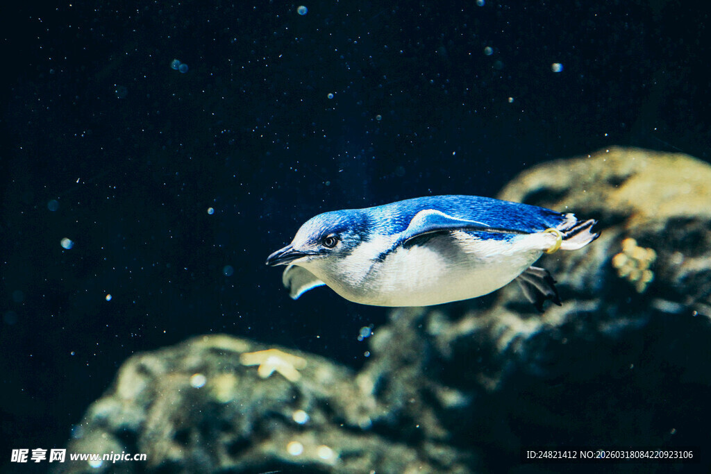 蓝色小鱼在岩石旁游动