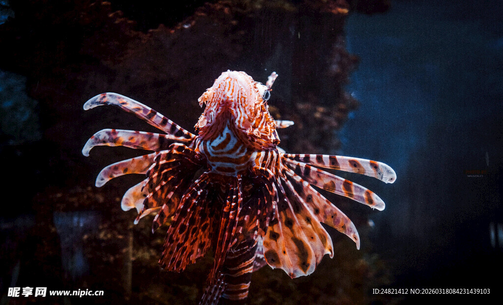 美丽狮子鱼展示绚丽鳍部