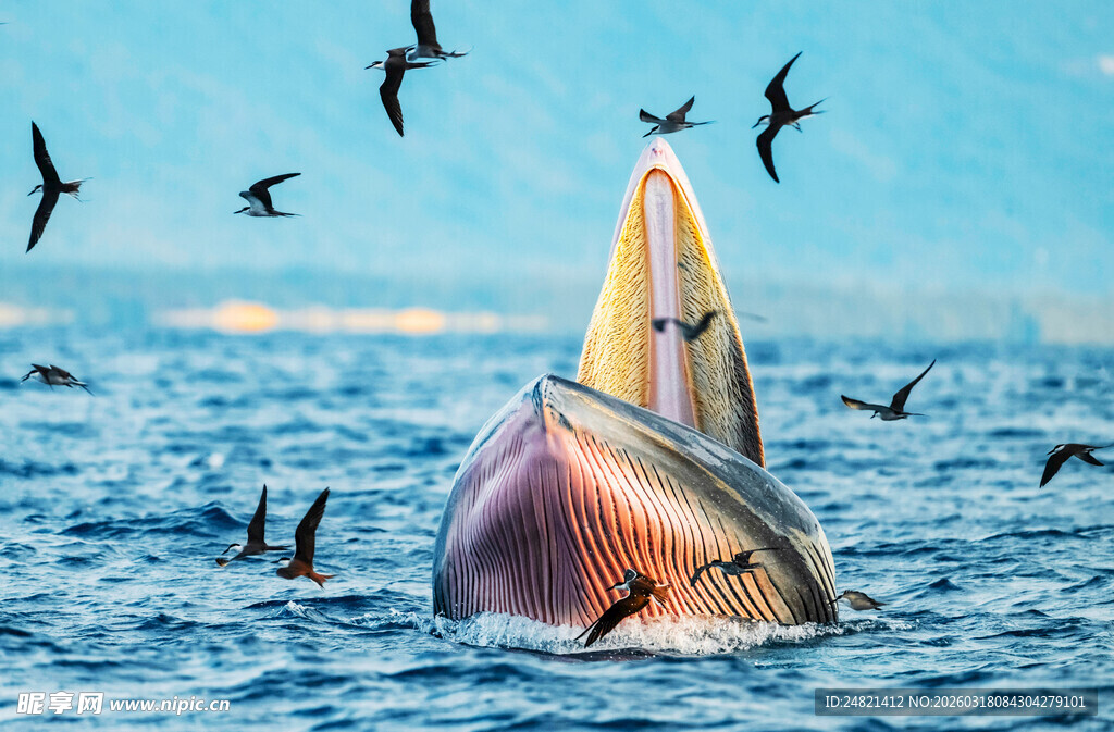 鲸鱼跃海引群鸟相伴
