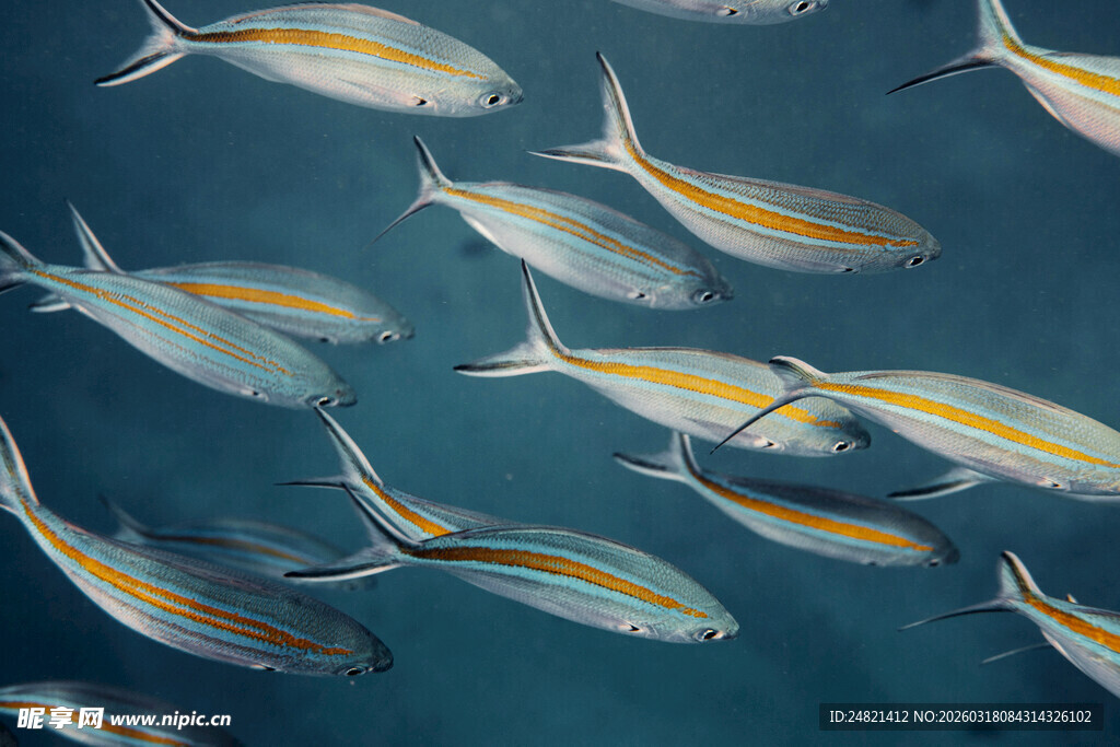 海洋中游动的多彩群鱼