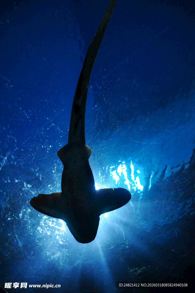 深海中遨游的神秘鲨鱼