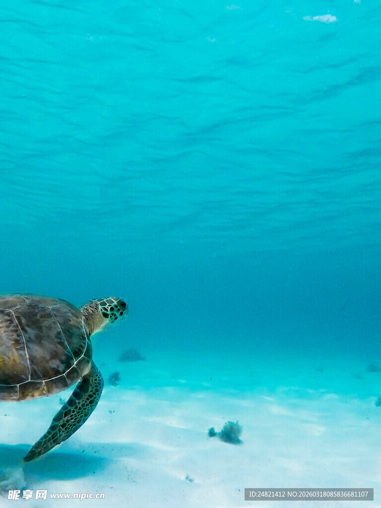 海龟在清澈海水中悠游