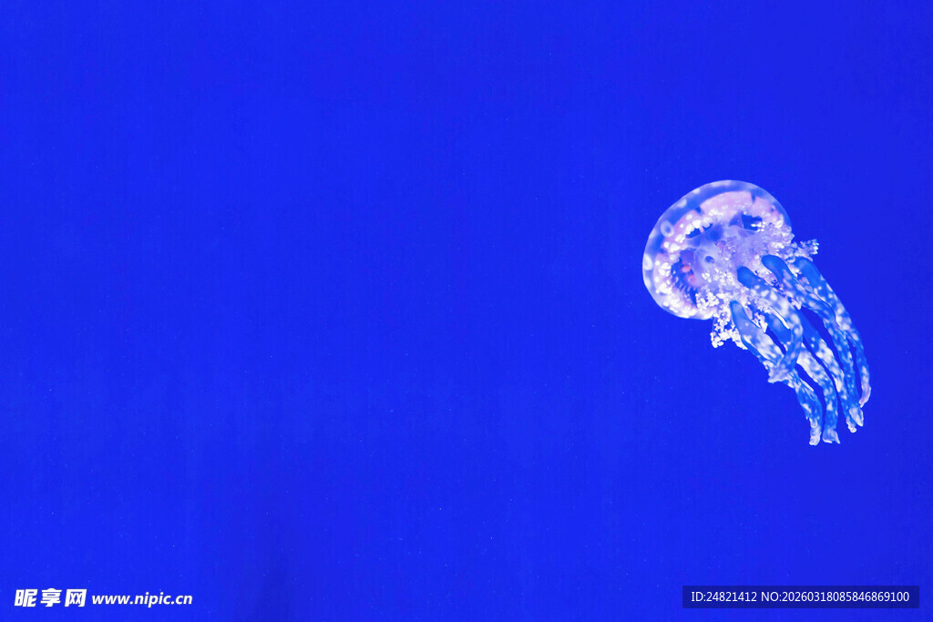 蓝色背景中的透明水母