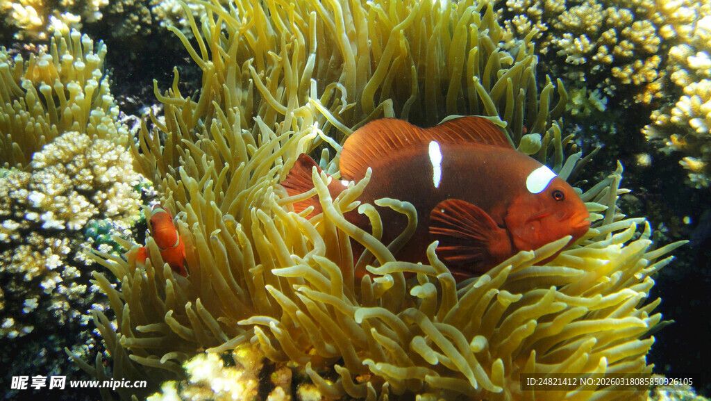 海底珊瑚丛中的小丑鱼