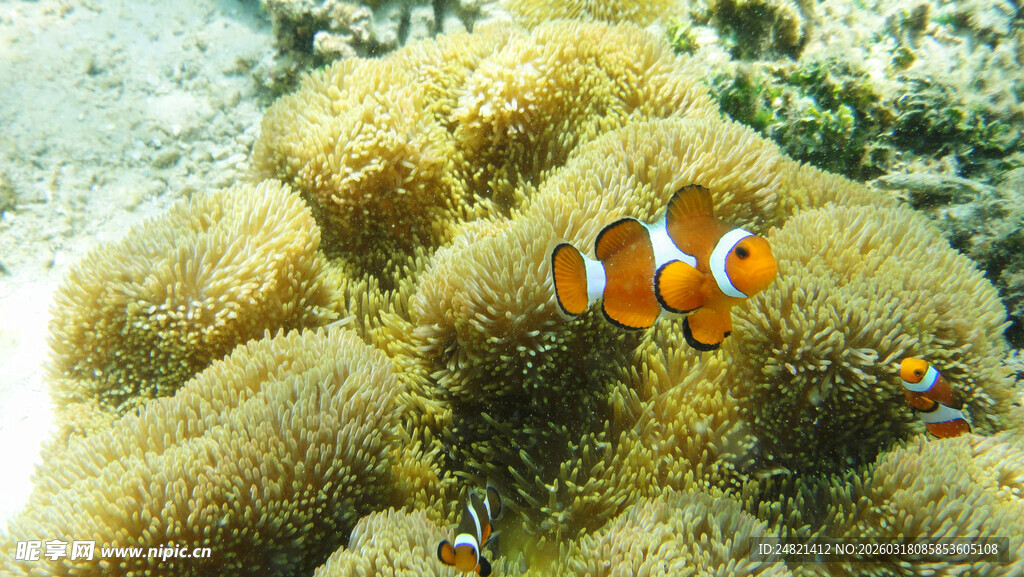 珊瑚丛中的小丑鱼