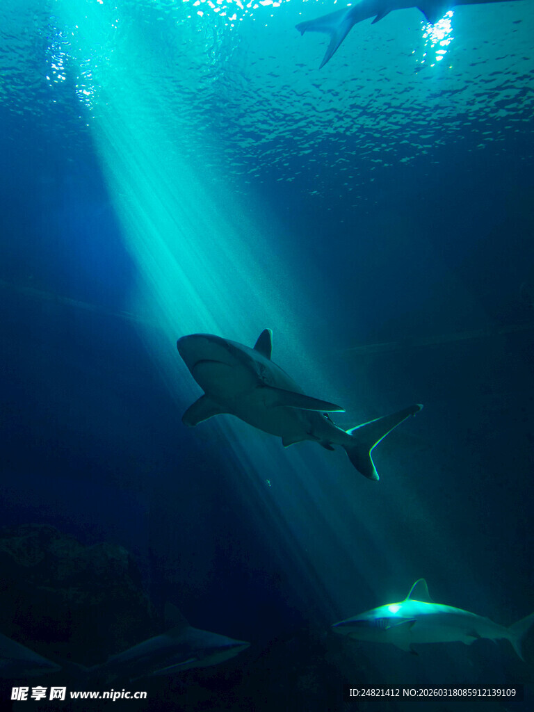 深海中巡游的鲨鱼身影