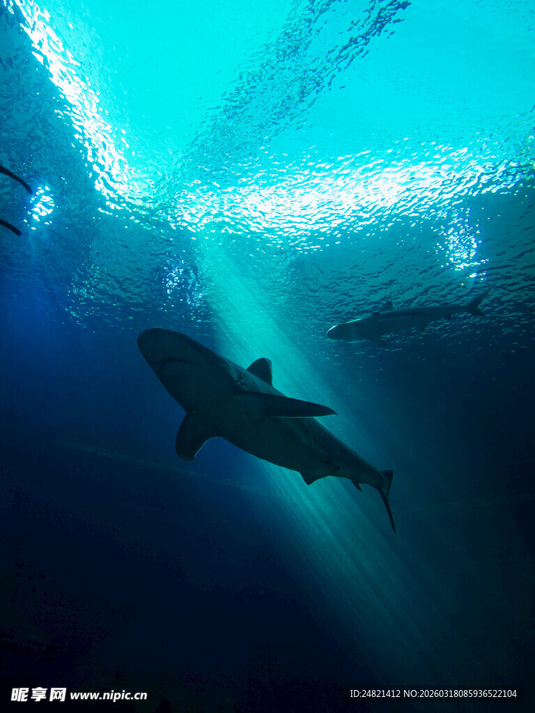深海中游弋的神秘鲨鱼